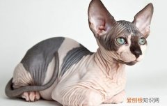 暹罗猫生小猫怎么办,暹罗猫生小猫都吃了,暹罗猫几个月生小猫，暹罗猫生产后吃什么