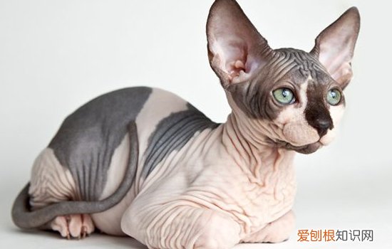 暹罗猫生小猫怎么办,暹罗猫生小猫都吃了,暹罗猫几个月生小猫，暹罗猫生产后吃什么