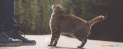 怎么防止猫进发动机舱,怎么防止猫钻进引擎盖,如何防止猫躲进汽车前盖