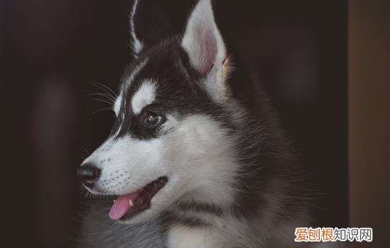 怎么训练狗子不咬人，怎么样训练小狗不咬人