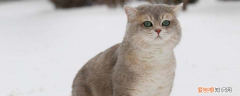 猫咪乳头红肿,猫咪乳头红肿怎么办,猫咪乳头红肿什么病，猫咪乳房肿胀怎么办