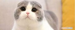 猫咪生完小猫乳房硬怎么回事,猫咪产后乳房有点硬,哺乳期的猫咪乳房很硬