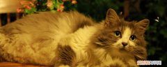 猫咪难产会死吗,猫咪难产能死吗,猫难产会死吗，猫咪难产会死吗?