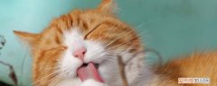 公猫隐睾有生育功能吗,公猫单侧隐睾能生育吗,公猫隐睾能生育吗，隐睾的公猫有生育能力吗