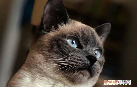 毛早产10天小猫能活吗,猫早产了小猫生下来就是死的,猫早产小猫很小怎么办