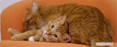猫怀孕46天不见肚子大,母猫怀孕肚子不大,猫怀孕四十多天肚子不大，猫怀孕没肚子大怎么回事