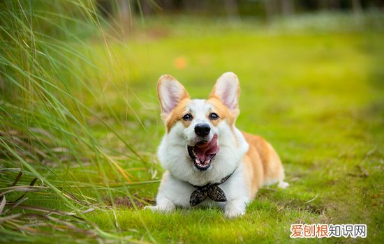 柯基犬的尴尬期是几个月 柯基尴尬期是几个月