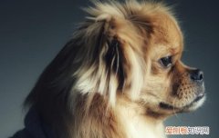 狗咬人怎么办，小狗狗咬人怎么办