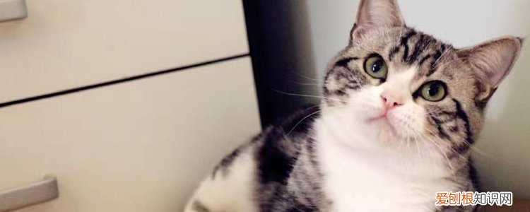 可以用手帮母猫解决吗,猫发情可以用手指头,可以用手帮猫解决吗，怎么用手帮猫咪解决