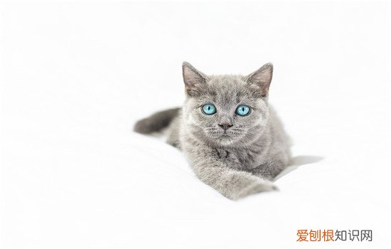 猫羊水破了三天才生出生天数，猫生产羊水破了多久生下来