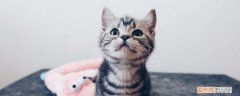 母猫破羊水正常多久生,母猫羊水破了多久生,母猫羊水破了多久生产，母猫羊水破了后多久生
