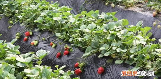 草莓放冰箱需要保鲜袋吗 草莓放保鲜还是常温