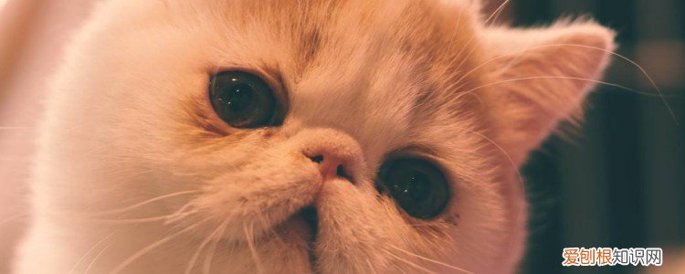 母猫生小猫助产揉肚子,母猫生小猫怎么助产,猫生小猫可以助产吗，母猫如何助产