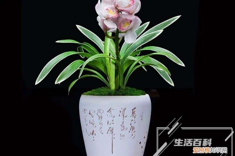 冬天怎么养花花旺盛 冬天如何养花