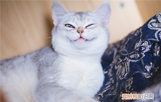 猫鼻子变红是什么信号 猫咪鼻子变红的信号
