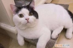 猫抓板怎么放猫薄荷 猫薄荷用在猫抓板上的方法