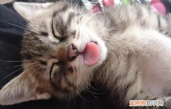 怎么知道猫咪是不是难产,怎么判断猫是否难产,怎么判断猫有没有难产