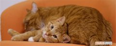 9个多月母猫适合怀孕吗,母猫什么时候适合怀孕,母猫一般什么时候适合怀孕