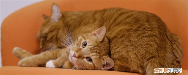 9个多月母猫适合怀孕吗,母猫什么时候适合怀孕,母猫一般什么时候适合怀孕