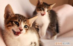猫近亲繁殖规则,猫近亲繁殖的后果,猫近亲繁殖会怎么样，猫咪近亲繁殖会怎么样