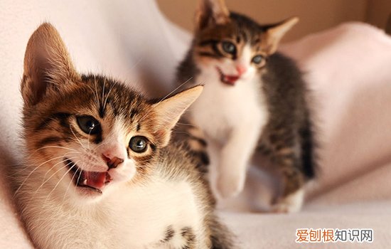 猫近亲繁殖规则,猫近亲繁殖的后果,猫近亲繁殖会怎么样，猫咪近亲繁殖会怎么样