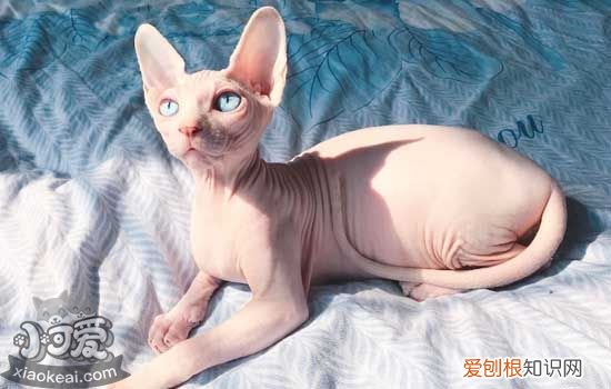 无毛猫几岁能怀孕,猫多大能配种,猫什么时候怀孕，猫怀孕多少个月才可以生?
