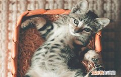 为什么猫绝育后会变胖,公猫绝育后为什么会变胖,为什么猫做了绝育会变胖