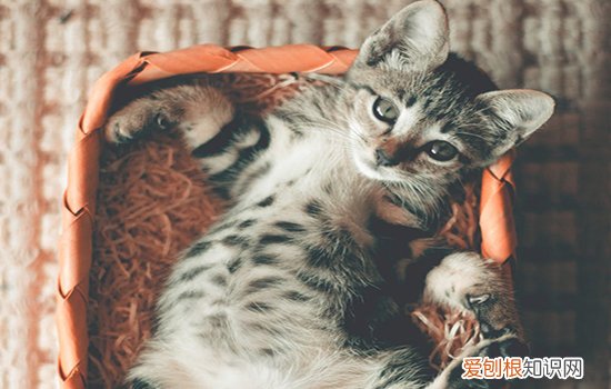 为什么猫绝育后会变胖,公猫绝育后为什么会变胖,为什么猫做了绝育会变胖