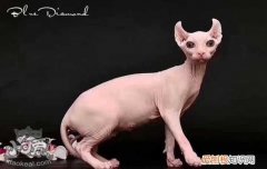 无毛猫怀孕多少天生产,猫怀孕多少天生产,猫怀孕多少天生，正常猫怀孕几天生