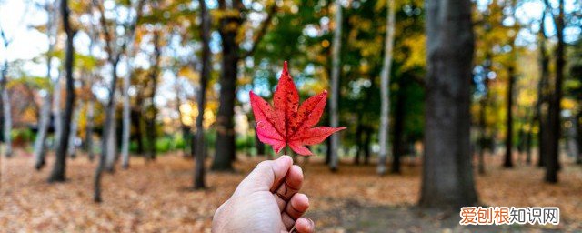 枫叶的功效与用法 枫叶有什么功效