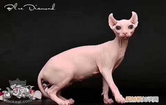 怀孕的无毛猫可以洗澡吗,母猫怀孕能不能洗澡,怀孕的猫能不能洗澡,猫怀孕时能不能洗澡