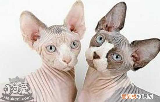 无毛猫怀孕几个月生产,,猫怀孕一般多少天生,母猫怀孕多少天生小猫