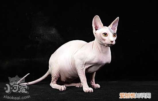 无毛猫怀孕多久肚子能大,猫怀孕多久肚子才明显变大,母猫怀孕多久可以看出肚子