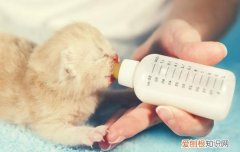 猫咪下崽了喝什么奶粉有营养,猫咪下崽了喝什么奶,猫下崽后没奶怎么办
