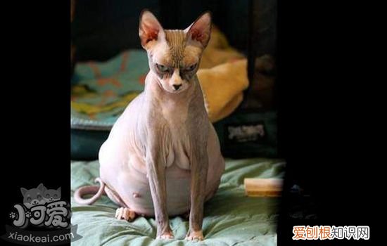 无毛猫怀孕多少天肚子能大,猫怀孕多久肚子会大,猫怀孕一个月肚子多大