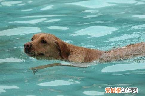 为什么狗天生会游泳，为啥狗天生会游泳