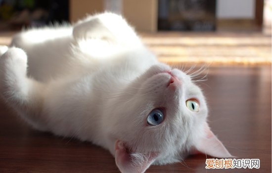 猫咪交配多久能看出怀孕,猫咪交配后多久可以知道怀孕,母猫交配以后多久怀孕