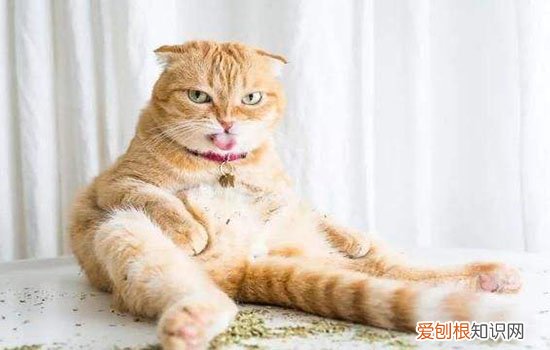 猫咪交配多久能看出怀孕,猫咪交配后多久可以知道怀孕,母猫交配以后多久怀孕