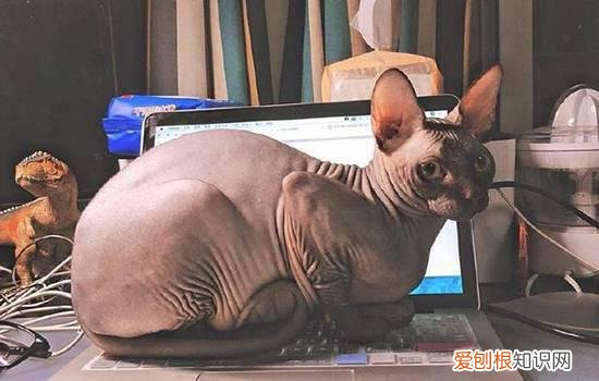 无毛猫怀孕多久能见肚子,斯芬克斯猫怀孕前期,猫怀孕多久能看出来，斯芬克斯猫孕期多少天