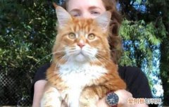 母猫宫缩后多久生第一只猫,母猫宫缩前有什么征兆,母猫后所后什么时候可以生啊