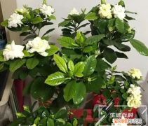北方冬季养花为什么不爱活呢 北方冬季养花为什么不爱活动