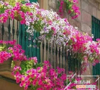 冬天暖气房对花有影响吗 冬天可以把花盆放在暖气上吗
