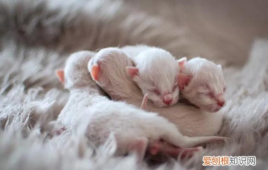 刚出生的小猫张嘴哈气,刚出生的小猫张嘴哈哈,刚出生的小猫张嘴喘粗气