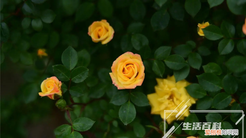 冬季如何养花草? 冬天怎么花好养
