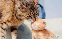 猫咪怀孕吃什么比较好,猫咪怀孕吃什么补充营养,母猫怀孕吃什么好，猫咪怀孕吃些什么好