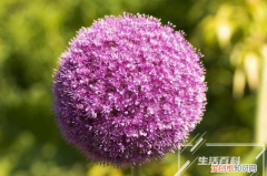 旱金莲怎么移栽 旱金莲吊兰