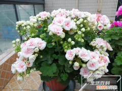 角堇花的种植方法 角堇花期一年开几次花