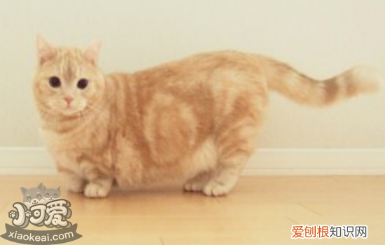怎么确定曼基康猫是否怀孕，曼基康猫基因病