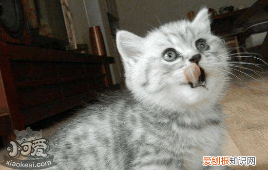 怎么确定曼基康猫是否怀孕，曼基康猫基因病