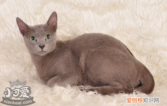 俄罗斯蓝猫怀孕怎么照顾,俄罗斯蓝猫怀孕多久生，蓝猫孕期多少天生产